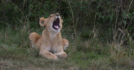 Photo for African Lion, panthera leo, Cub Yawning, Nairobi Park in Kenya - Royalty Free Image