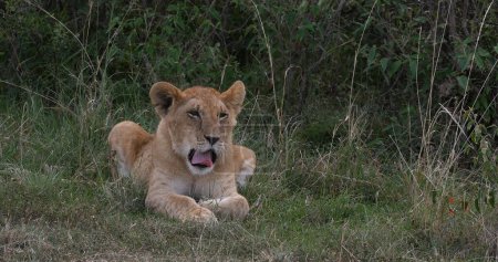 Photo for African Lion, panthera leo, Cub Yawning, Nairobi Park in Kenya - Royalty Free Image