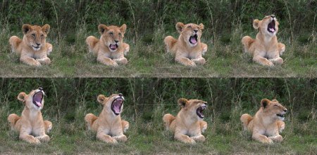 Téléchargez les photos : Lion africain, panthera leo, Louveteau Yawning, Nairobi Park au Kenya - en image libre de droit