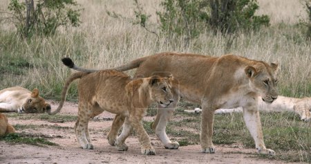 Foto de León Africano, Pantera Leo, Madre y Cachorro, Parque Nairobi en Kenia - Imagen libre de derechos