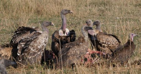 Téléchargez les photos : Vautour à dos blanc, gyps africanus et vautour à capuchon, necrosyrtes monachus, groupe sur une carcasse, parc Masai Mara au Kenya - en image libre de droit
