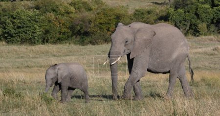 Foto de Elefante africano, loxodonta africana, Madre y ternera, Masai Mara Park en Kenia - Imagen libre de derechos