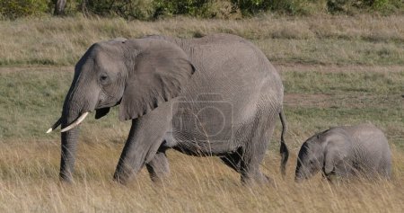 Photo for African Elephant, loxodonta africana, Mother and calf, Masai Mara Park in Kenya - Royalty Free Image