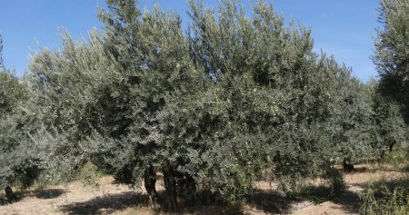 Photo for Field of Olive's Tree near Maussane Les Alpilles in the South East of France - Royalty Free Image
