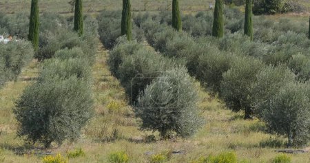 Photo for Field of Olive's Tree near Maussane Les Alpilles in the South East of France - Royalty Free Image