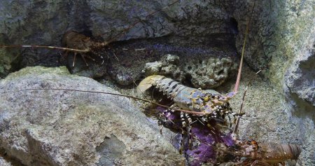 Foto de Langosta espinosa pintada o langosta de roca pintada, panulirus versicolor, adulto de pie sobre rocas - Imagen libre de derechos