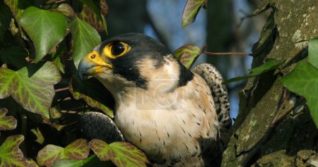 Foto de Halcón Peregrino, Falco peregrinus, Adulto mirando a su alrededor, Normandía - Imagen libre de derechos