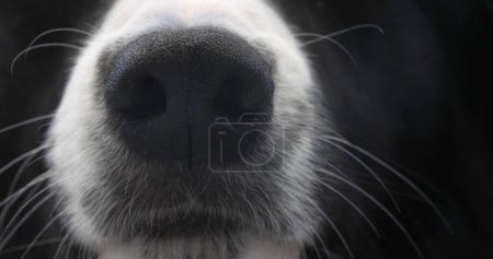 Téléchargez les photos : Border Collie Dog, Portrait de mâle, Gros plan sur le nez - en image libre de droit