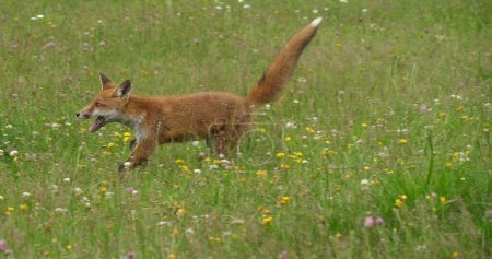 Photo for Red Fox, vulpes vulpes, Adult Running in Tall Grass, Normandy in France - Royalty Free Image