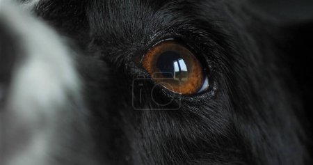 Foto de Collie fronterizo Perro, Retrato de macho, Acercamiento de nariz y ojo - Imagen libre de derechos