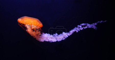 Foto de Medusas Negras o Ortiga del Mar Negro, Océano Pacífico, Chrysaora achlyos, Acuario de Agua de Mar en Francia - Imagen libre de derechos