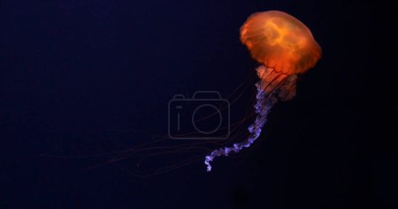 Foto de Medusas Negras o Ortiga del Mar Negro, Océano Pacífico, Chrysaora achlyos, Acuario de Agua de Mar en Francia - Imagen libre de derechos