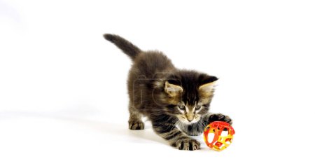 Téléchargez les photos : Chat domestique à taches brunes Tabby Maine Coon, chaton jouant sur fond blanc, Normandie en France - en image libre de droit