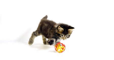 Téléchargez les photos : Chat domestique à taches brunes Tabby Maine Coon, chaton jouant sur fond blanc, Normandie en France - en image libre de droit