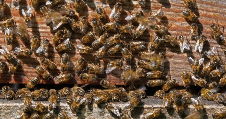 Téléchargez les photos : Abeille à miel européenne, apis mellifera, Abeilles noires debout à l'entrée de la ruche, Ruche d'abeilles en Normandie en France - en image libre de droit