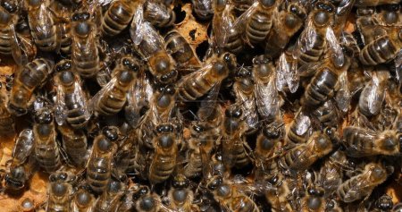 Téléchargez les photos : Abeille à miel européenne, apis mellifera, Abeilles noires travaillant sur la couvée d'abeilles, Ruche d'abeilles en Normandie en France - en image libre de droit