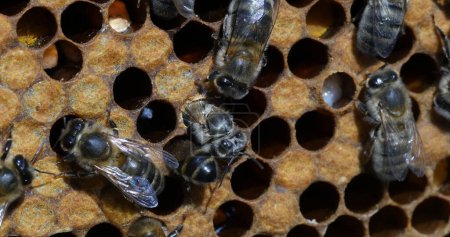 Téléchargez les photos : Abeille à miel européenne, apis mellifera, Abeilles noires travaillant sur la couvée d'abeilles, Ruche d'abeilles en Normandie en France - en image libre de droit
