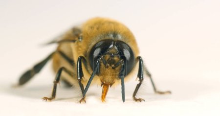 Téléchargez les photos : Abeille à miel européenne, apis mellifera, Abeille noire sur fond blanc, Normandie en France - en image libre de droit