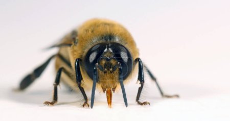 Téléchargez les photos : Abeille à miel européenne, apis mellifera, Abeille noire sur fond blanc, Normandie en France - en image libre de droit
