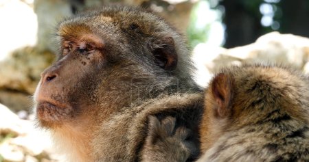 Foto de Barbary Macaque, macaca sylvana, Aseo de pareja - Imagen libre de derechos