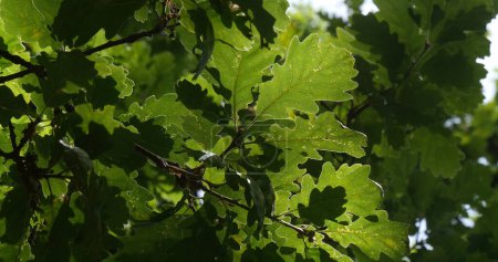 Foto de Hojas de roble inglés, quercus robur o quercus pedunculata, Bosque cerca de Rocamadour en el suroeste de Francia - Imagen libre de derechos