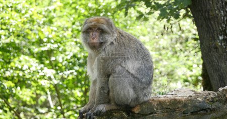 Photo for Barbary Macaque, macaca sylvana, Adult standing on Branch - Royalty Free Image