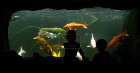 Téléchargez les photos : Carpe koï, cyprinus carpio, Aquarium d'eau douce en France - en image libre de droit