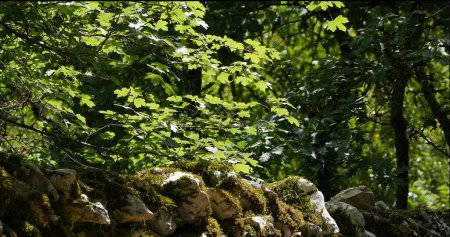 Téléchargez les photos : Feuilles, Forêt près de Rocamadour dans le sud-ouest de la France - en image libre de droit