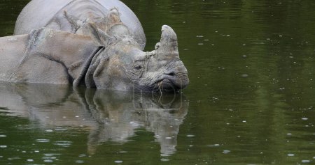 Foto de Rinoceronte indio, rinoceronte unicornis, adultos de pie en el agua - Imagen libre de derechos