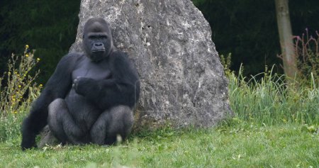 Photo for Eastern Lowland Gorilla, gorilla gorilla graueri, Silverback Male - Royalty Free Image