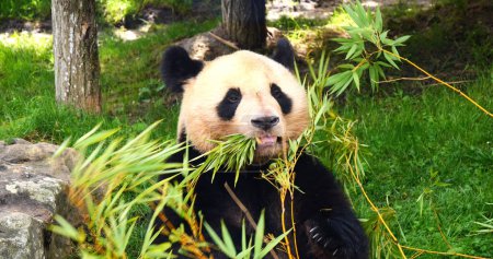 Téléchargez les photos : Panda géant, ailuropoda melanoleuca, Manger adulte Branche de bambou - en image libre de droit