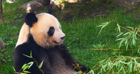 Photo for Giant Panda, ailuropoda melanoleuca, Adult eating Bamboo Branch - Royalty Free Image
