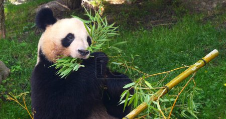 Foto de Panda gigante, ailuropoda melanoleuca, Rama de bambú para adultos - Imagen libre de derechos