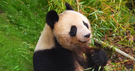 Photo for Giant Panda, ailuropoda melanoleuca, Adult eating Bamboo Branch - Royalty Free Image