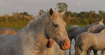 Photo for Camargue Horse, Herd standing in Swamp, Saintes Marie de la Mer in Camargue, in the South of France - Royalty Free Image