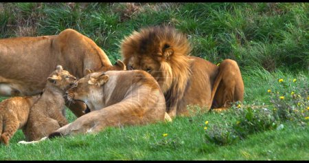 Photo for African Lion, panthera leo, Group with Male Female and Cub - Royalty Free Image