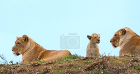 Foto de León Africano, Pantera Leo, Madre y Cachorro - Imagen libre de derechos