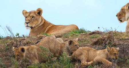 Téléchargez les photos : Lion africain, panthera leo, mère et ourson - en image libre de droit
