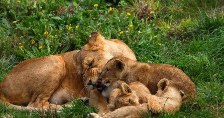 Photo for African Lion, panthera leo, Mother and Cub - Royalty Free Image