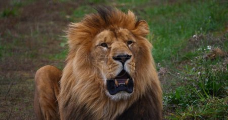 Téléchargez les photos : Lion africain, panthera leo, Homme avec une belle manne - en image libre de droit
