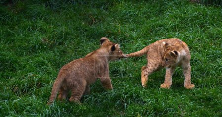 Photo for African Lion, panthera leo, Cub Playing - Royalty Free Image