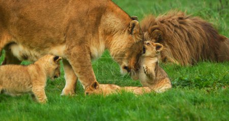 Téléchargez les photos : Lion africain, panthera leo, groupe avec mâle femelle et ourson - en image libre de droit