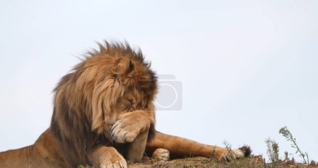 Photo for African Lion, panthera leo, Male with a nice Mane - Royalty Free Image