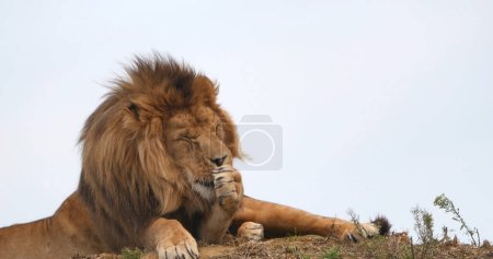 Foto de León Africano, Pantera Leo, Hombre con una bonita melena - Imagen libre de derechos