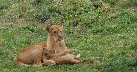Téléchargez les photos : Lion africain, panthera leo, mère et ourson - en image libre de droit