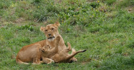Photo for African Lion, panthera leo, Mother and Cub - Royalty Free Image