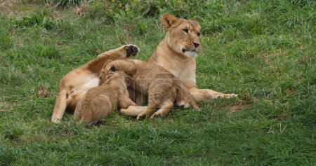 Foto de León africano, panthera leo, Madre y cachorro amamantando - Imagen libre de derechos