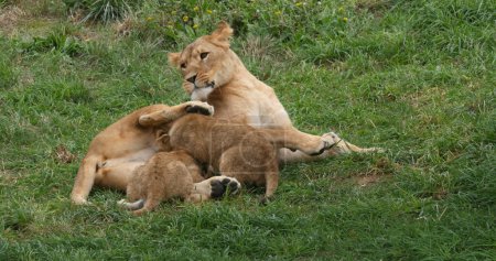Photo for African Lion, panthera leo, Mother and Cub suckling - Royalty Free Image