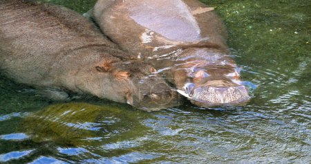 Photo for Hippopotamus, hippopotamus amphibius, Pair standing in River, Sleeping - Royalty Free Image