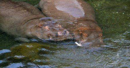Foto de Hipopótamo, Anfibio hipopótamo, Pareja de pie en el río, Durmiendo - Imagen libre de derechos